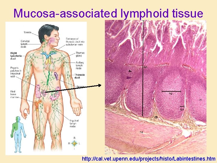 Mucosa-associated lymphoid tissue http: //cal. vet. upenn. edu/projects/histo/Labintestines. htm Mucosa-associated lymphoid tissue http: //cal. vet. upenn. edu/projects/histo/Labintestines. htm