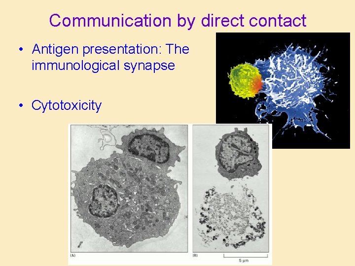 Communication by direct contact • Antigen presentation: The immunological synapse • Cytotoxicity Communication by direct contact • Antigen presentation: The immunological synapse • Cytotoxicity
