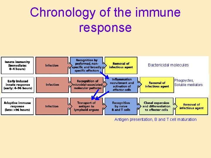 Chronology of the immune response Bactericidal molecules Phagoyctes, Soluble mediators Antigen presentation, B and Chronology of the immune response Bactericidal molecules Phagoyctes, Soluble mediators Antigen presentation, B and