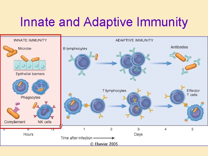 Innate and Adaptive Immunity Innate and Adaptive Immunity