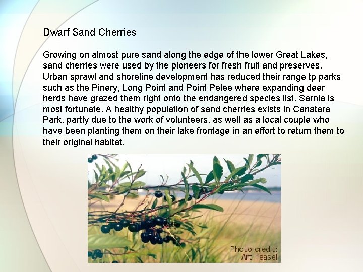 Dwarf Sand Cherries Growing on almost pure sand along the edge of the lower