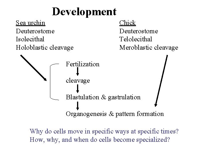 Development Sea urchin Deuterostome Isolecithal Holoblastic cleavage Chick Deuterostome Telolecithal Meroblastic cleavage Fertilization cleavage