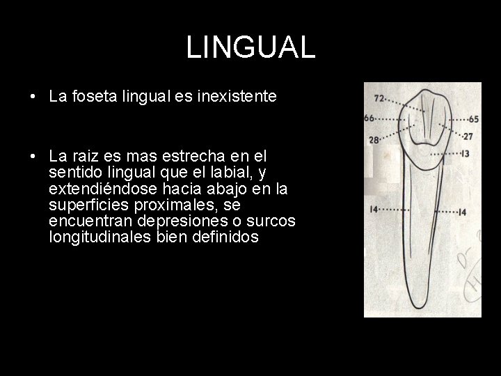 LINGUAL • La foseta lingual es inexistente • La raiz es mas estrecha en