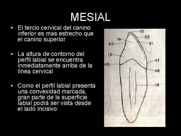 MESIAL • El tercio cervical del canino inferior es mas estrecho que el canino