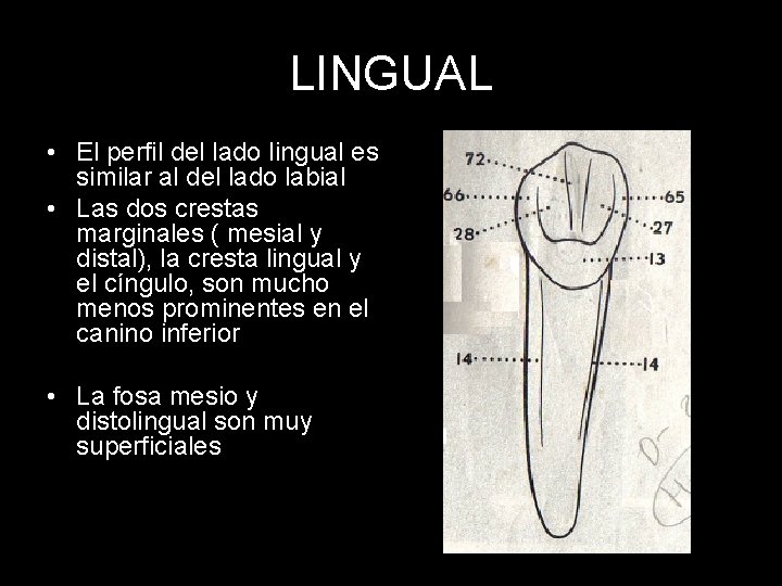 LINGUAL • El perfil del lado lingual es similar al del lado labial •