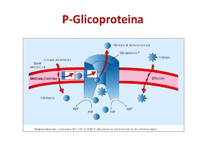 P-Glicoproteina P-Glicoproteina