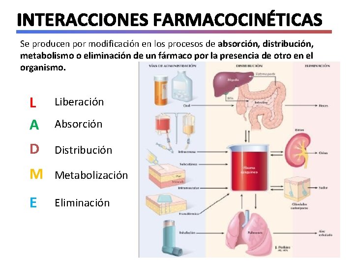 Se producen por modificación en los procesos de absorción, distribución, metabolismo o eliminación de Se producen por modificación en los procesos de absorción, distribución, metabolismo o eliminación de
