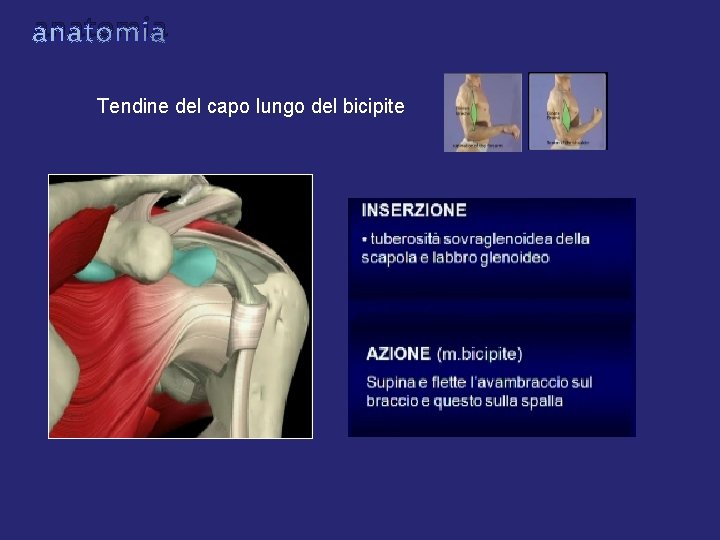 anatomia Tendine del capo lungo del bicipite anatomia Tendine del capo lungo del bicipite