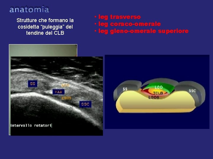 anatomia Strutture che formano la cosidetta “puleggia” del tendine del CLB • leg trasverso anatomia Strutture che formano la cosidetta “puleggia” del tendine del CLB • leg trasverso