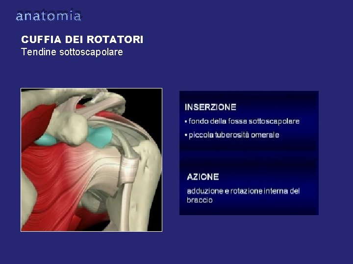 anatomia CUFFIA DEI ROTATORI Tendine sottoscapolare anatomia CUFFIA DEI ROTATORI Tendine sottoscapolare