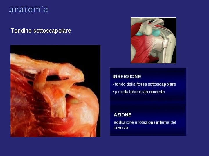 anatomia Tendine sottoscapolare anatomia Tendine sottoscapolare