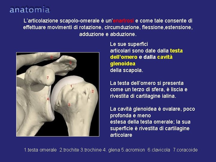 anatomia L’articolazione scapolo-omerale è un’enartrosi e come tale consente di effettuare movimenti di rotazione, anatomia L’articolazione scapolo-omerale è un’enartrosi e come tale consente di effettuare movimenti di rotazione,
