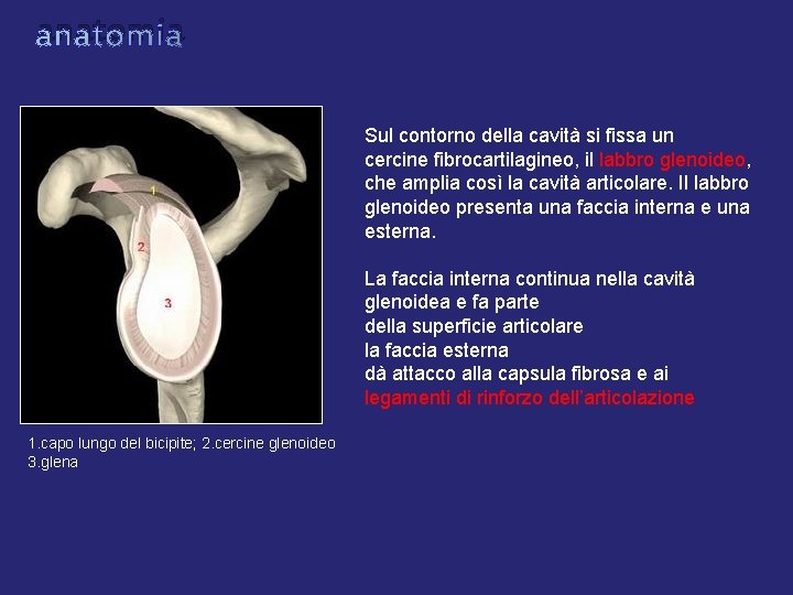 anatomia Sul contorno della cavità si fissa un cercine fibrocartilagineo, il labbro glenoideo, che anatomia Sul contorno della cavità si fissa un cercine fibrocartilagineo, il labbro glenoideo, che
