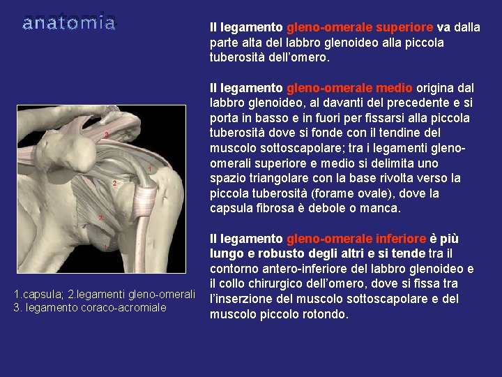 anatomia Il legamento gleno-omerale superiore va dalla parte alta del labbro glenoideo alla piccola anatomia Il legamento gleno-omerale superiore va dalla parte alta del labbro glenoideo alla piccola