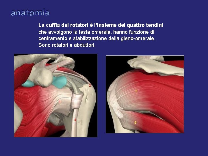 anatomia La cuffia dei rotatori è l’insieme dei quattro tendini che avvolgono la testa anatomia La cuffia dei rotatori è l’insieme dei quattro tendini che avvolgono la testa