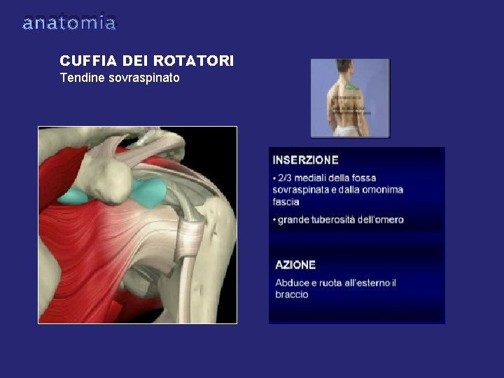anatomia CUFFIA DEI ROTATORI Tendine sovraspinato anatomia CUFFIA DEI ROTATORI Tendine sovraspinato