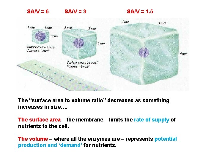 SA/V = 6 SA/V = 3 SA/V = 1. 5 The “surface area to SA/V = 6 SA/V = 3 SA/V = 1. 5 The “surface area to