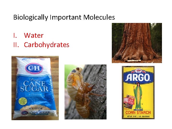 Biologically Important Molecules I. Water II. Carbohydrates Biologically Important Molecules I. Water II. Carbohydrates