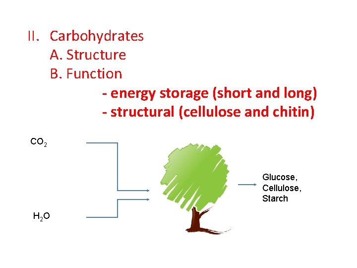 II. Carbohydrates A. Structure B. Function - energy storage (short and long) - structural II. Carbohydrates A. Structure B. Function - energy storage (short and long) - structural