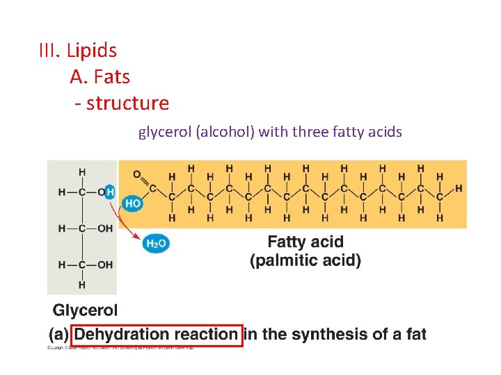 III. Lipids A. Fats - structure glycerol (alcohol) with three fatty acids III. Lipids A. Fats - structure glycerol (alcohol) with three fatty acids
