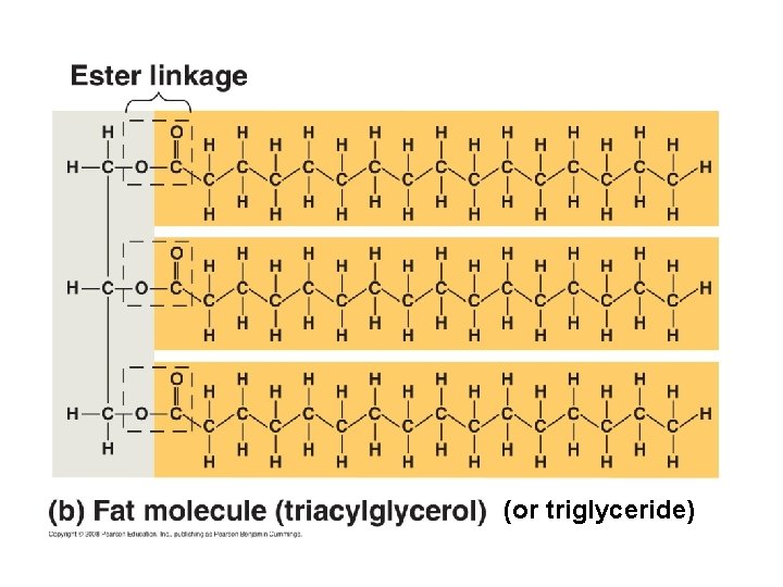 (or triglyceride) (or triglyceride)