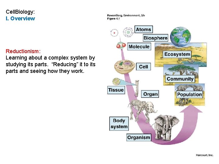 Cell. Biology: I. Overview Reductionism: Learning about a complex system by studying its parts. Cell. Biology: I. Overview Reductionism: Learning about a complex system by studying its parts.