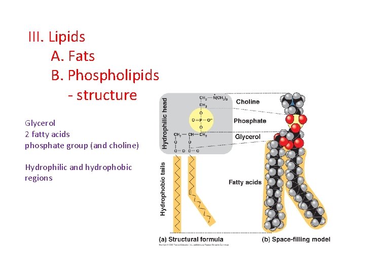 III. Lipids A. Fats B. Phospholipids - structure Glycerol 2 fatty acids phosphate group III. Lipids A. Fats B. Phospholipids - structure Glycerol 2 fatty acids phosphate group