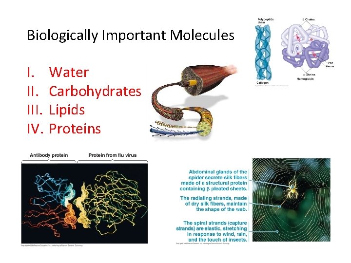 Biologically Important Molecules I. III. IV. Water Carbohydrates Lipids Proteins Biologically Important Molecules I. III. IV. Water Carbohydrates Lipids Proteins