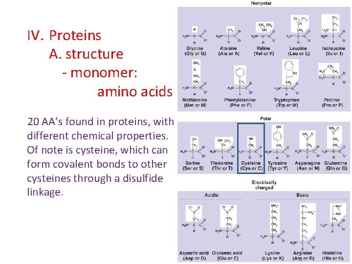 IV. Proteins A. structure - monomer: amino acids 20 AA’s found in proteins, with IV. Proteins A. structure - monomer: amino acids 20 AA’s found in proteins, with