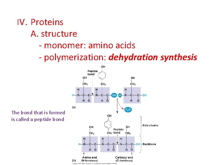 IV. Proteins A. structure - monomer: amino acids - polymerization: dehydration synthesis The bond IV. Proteins A. structure - monomer: amino acids - polymerization: dehydration synthesis The bond