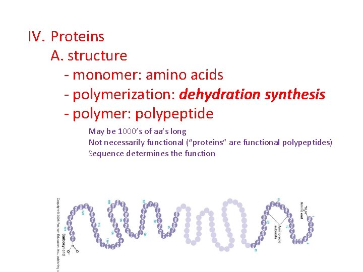 IV. Proteins A. structure - monomer: amino acids - polymerization: dehydration synthesis - polymer: IV. Proteins A. structure - monomer: amino acids - polymerization: dehydration synthesis - polymer: