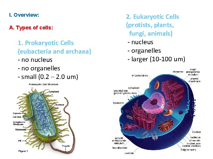 I. Overview: A. Types of cells: 1. Prokaryotic Cells (eubacteria and archaea) - no I. Overview: A. Types of cells: 1. Prokaryotic Cells (eubacteria and archaea) - no