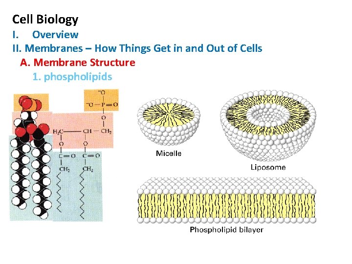 Cell Biology I. Overview II. Membranes – How Things Get in and Out of Cell Biology I. Overview II. Membranes – How Things Get in and Out of
