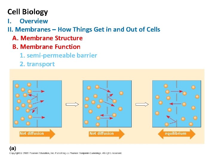 Cell Biology I. Overview II. Membranes – How Things Get in and Out of Cell Biology I. Overview II. Membranes – How Things Get in and Out of