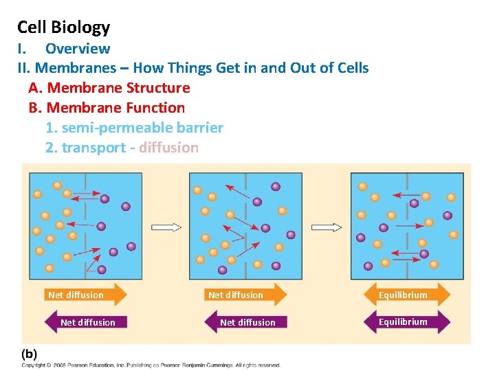 Cell Biology I. Overview II. Membranes – How Things Get in and Out of Cell Biology I. Overview II. Membranes – How Things Get in and Out of
