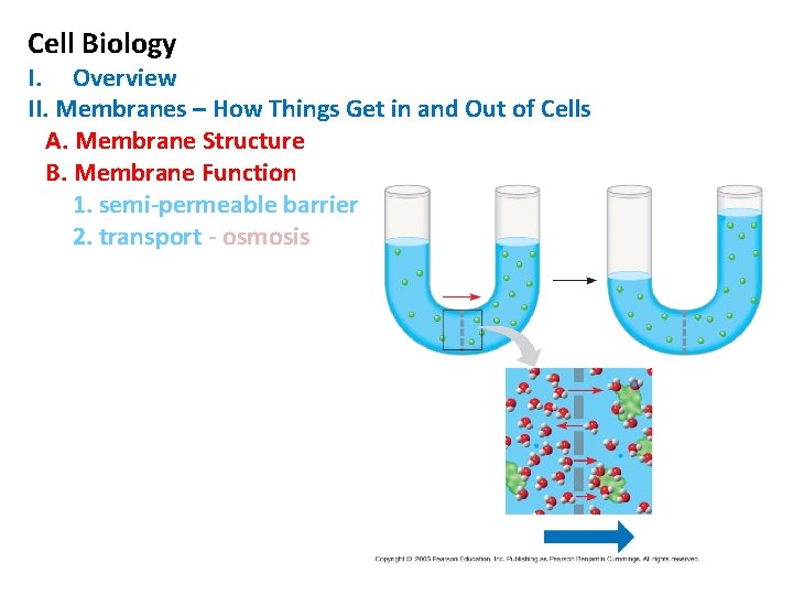 Cell Biology I. Overview II. Membranes – How Things Get in and Out of Cell Biology I. Overview II. Membranes – How Things Get in and Out of