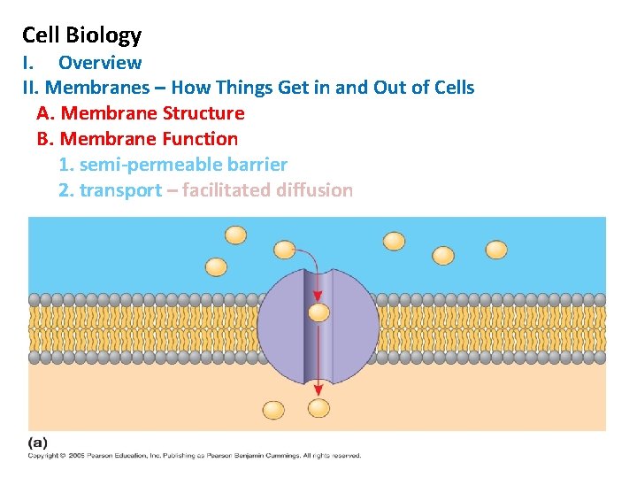 Cell Biology I. Overview II. Membranes – How Things Get in and Out of Cell Biology I. Overview II. Membranes – How Things Get in and Out of