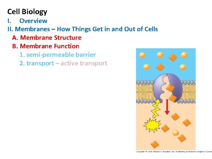 Cell Biology I. Overview II. Membranes – How Things Get in and Out of Cell Biology I. Overview II. Membranes – How Things Get in and Out of
