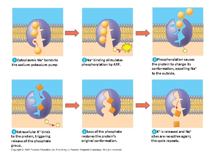 Cytoplasmic Na + bonds to the sodium-potassium pump Na + binding stimulates phosphorylation by Cytoplasmic Na + bonds to the sodium-potassium pump Na + binding stimulates phosphorylation by