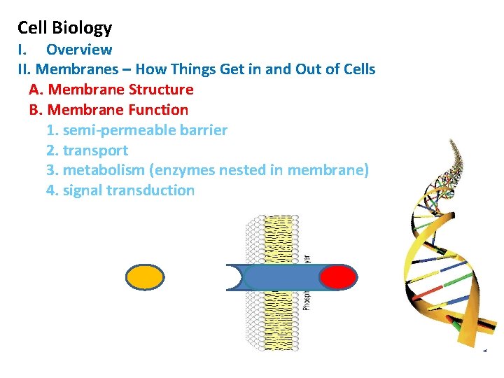 Cell Biology I. Overview II. Membranes – How Things Get in and Out of Cell Biology I. Overview II. Membranes – How Things Get in and Out of