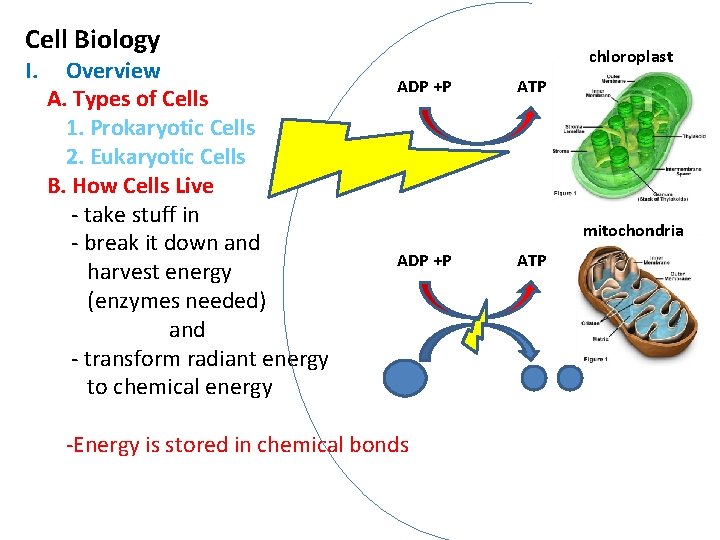 Cell Biology I. Overview A. Types of Cells 1. Prokaryotic Cells 2. Eukaryotic Cells Cell Biology I. Overview A. Types of Cells 1. Prokaryotic Cells 2. Eukaryotic Cells