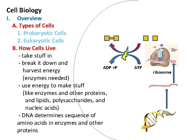 Cell Biology I. Overview A. Types of Cells 1. Prokaryotic Cells 2. Eukaryotic Cells Cell Biology I. Overview A. Types of Cells 1. Prokaryotic Cells 2. Eukaryotic Cells