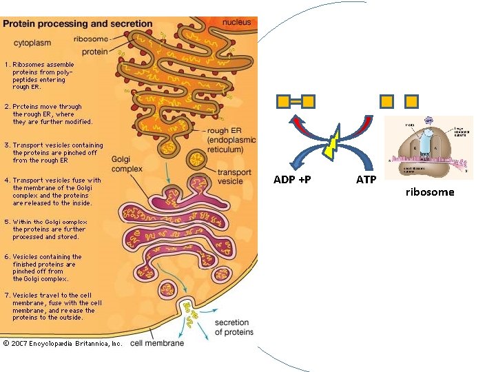 ADP +P ATP ribosome ADP +P ATP ribosome