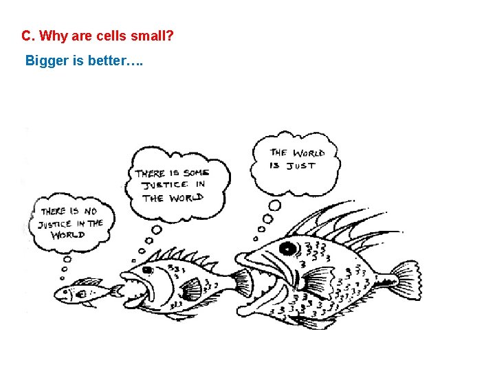C. Why are cells small? Bigger is better…. C. Why are cells small? Bigger is better….