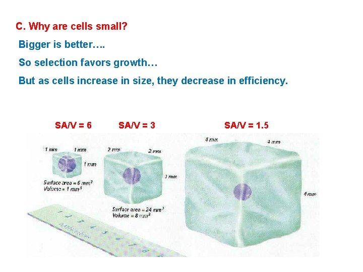 C. Why are cells small? Bigger is better…. So selection favors growth… But as C. Why are cells small? Bigger is better…. So selection favors growth… But as