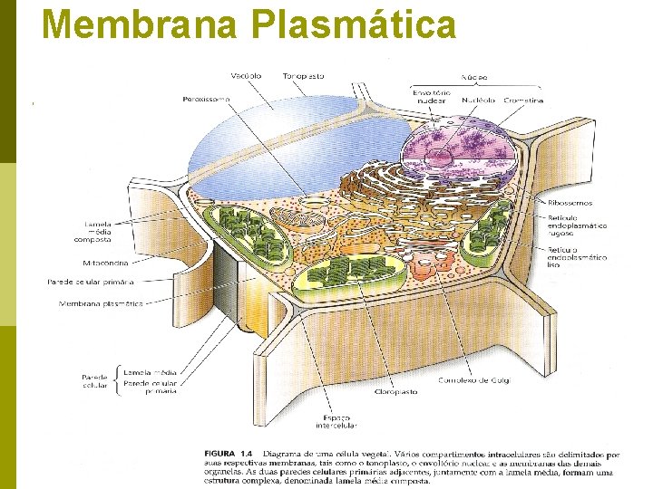 Membrana Plasmática Prof. Lusia Morais 