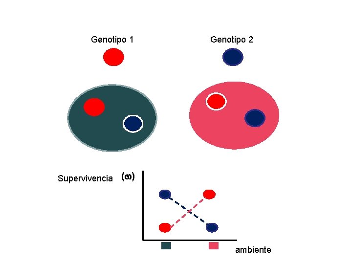 Genotipo 1 Genotipo 2 Supervivencia ( ) ambiente 