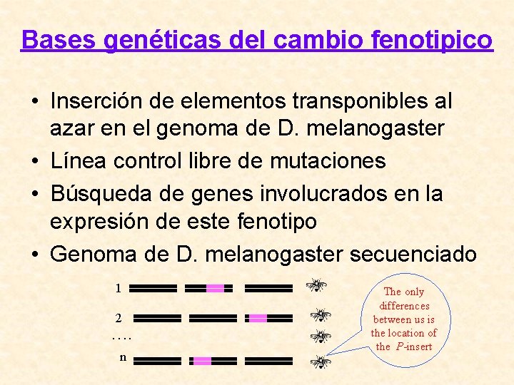 Bases genéticas del cambio fenotipico • Inserción de elementos transponibles al azar en el