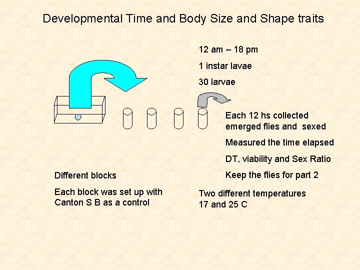 Developmental Time and Body Size and Shape traits 12 am – 18 pm 1