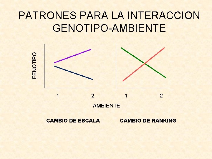 FENOTIPO PATRONES PARA LA INTERACCION GENOTIPO-AMBIENTE 1 2 AMBIENTE CAMBIO DE ESCALA CAMBIO DE